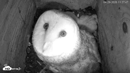 North Carolina Barn Owls Live Cam - Apr 29, 2026, 11:29am EDT