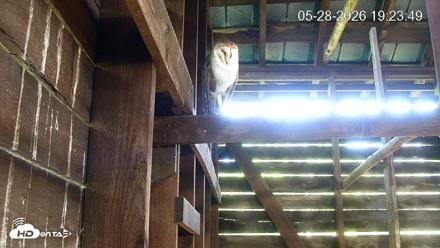 North Carolina Barn Owls Live Cam - May 28, 2026, 7:24pm EDT
