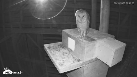 North Carolina Barn Owls Live Cam - Jun 18, 2026, 1:42am EDT