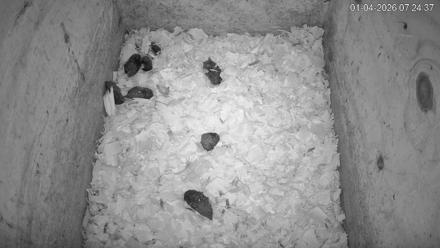 North Carolina Barn Owls Live Cam - Jan 4, 2026, 7:25am EST