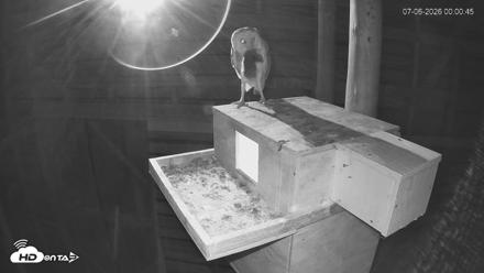 North Carolina Barn Owls Live Cam - Jul 6, 2026, 12:01am EDT