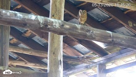 North Carolina Barn Owls Live Cam - May 13, 2026, 6:46pm EDT