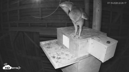 North Carolina Barn Owls Live Cam - Jul 16, 2026, 10:30pm EDT
