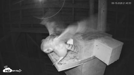 North Carolina Barn Owls Live Cam - Jun 15, 2026, 9:42pm EDT