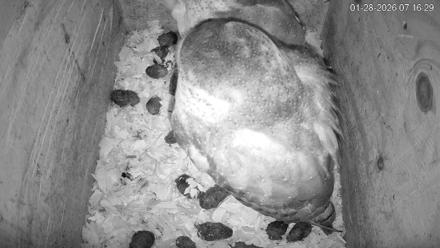 North Carolina Barn Owls Live Cam - Jan 28, 2026, 7:17am EST