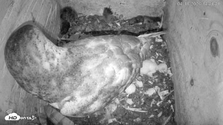 North Carolina Barn Owls Live Cam - Apr 18, 2026, 2:42pm EDT