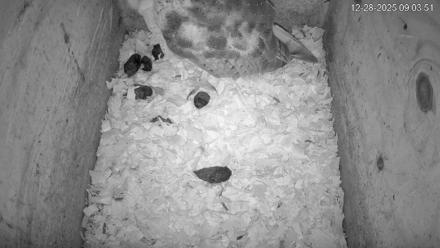 North Carolina Barn Owls Live Cam - Dec 28, 2025, 9:04am EST