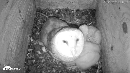 North Carolina Barn Owls Live Cam - Apr 30, 2026, 3:20pm EDT