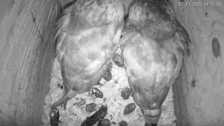 North Carolina Barn Owls Live Cam - Feb 13, 2026, 2:55pm EST