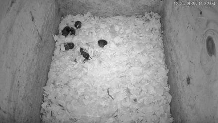 North Carolina Barn Owls Live Cam - Dec 24, 2025, 11:32am EST
