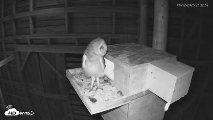 North Carolina Barn Owls Live Cam - Jun 12, 2026, 11:34pm EDT