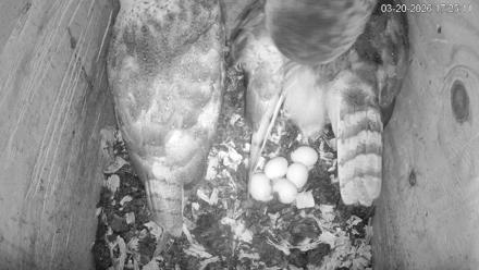 North Carolina Barn Owls Live Cam - Mar 20, 2026, 5:25pm EDT