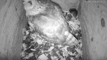 North Carolina Barn Owls Live Cam - Mar 6, 2026, 1:16am EST
