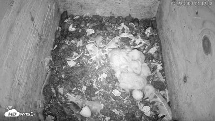 North Carolina Barn Owls Live Cam - Apr 23, 2026, 1:13am EDT