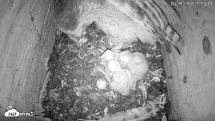 North Carolina Barn Owls Live Cam - Apr 23, 2026, 9:34pm EDT