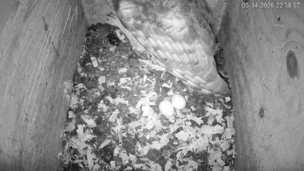 North Carolina Barn Owls Live Cam - Mar 14, 2026, 10:39pm EDT