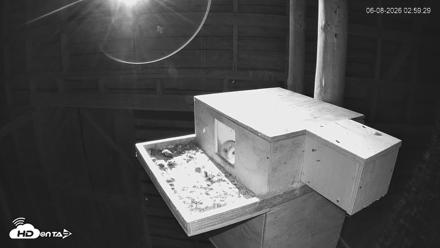 North Carolina Barn Owls Live Cam - Jun 8, 2026, 3:00am EDT