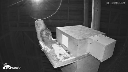 North Carolina Barn Owls Live Cam - Apr 11, 2026, 1:49am EDT
