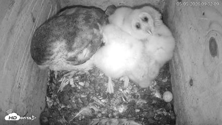 North Carolina Barn Owls Live Cam - May 5, 2026, 9:33am EDT
