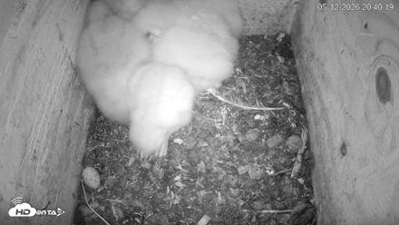 North Carolina Barn Owls Live Cam - May 12, 2026, 8:41pm EDT