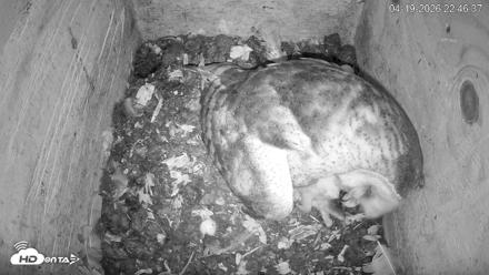 North Carolina Barn Owls Live Cam - Apr 19, 2026, 10:47pm EDT