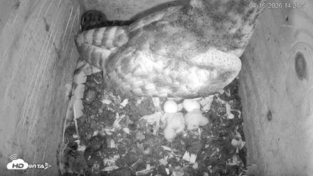 North Carolina Barn Owls Live Cam - Apr 16, 2026, 2:24pm EDT