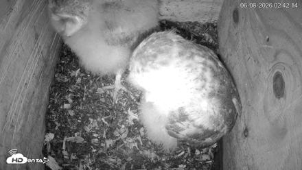 North Carolina Barn Owls Live Cam - Jun 8, 2026, 2:44am EDT