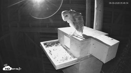 North Carolina Barn Owls Live Cam - Jun 9, 2026, 5:47am EDT