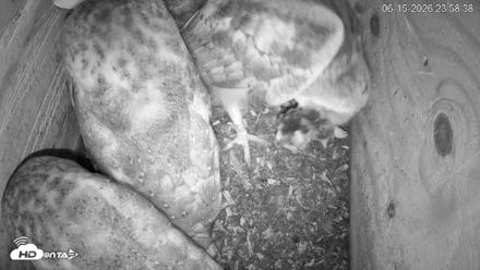 North Carolina Barn Owls Live Cam - Jun 15, 2026, 11:59pm EDT