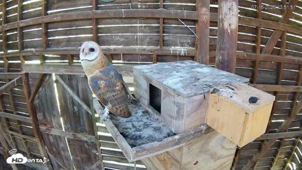North Carolina Barn Owls Live Cam - Jul 16, 2026, 1:52pm EDT
