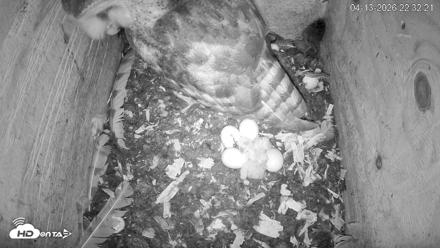 North Carolina Barn Owls Live Cam - Apr 13, 2026, 10:33pm EDT