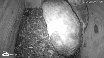 North Carolina Barn Owls Live Cam - Jul 4, 2026, 6:18am EDT