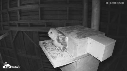 North Carolina Barn Owls Live Cam - Jun 10, 2026, 9:53pm EDT
