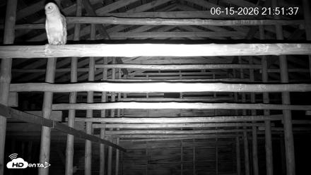 North Carolina Barn Owls Live Cam - Jun 15, 2026, 9:52pm EDT