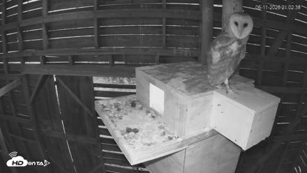 North Carolina Barn Owls Live Cam - Jun 11, 2026, 9:04pm EDT
