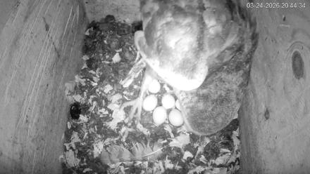 North Carolina Barn Owls Live Cam - Mar 24, 2026, 8:45pm EDT