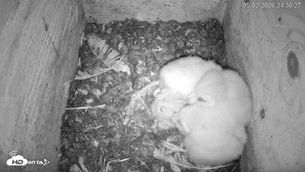 North Carolina Barn Owls Live Cam - May 2, 2026, 9:32pm EDT