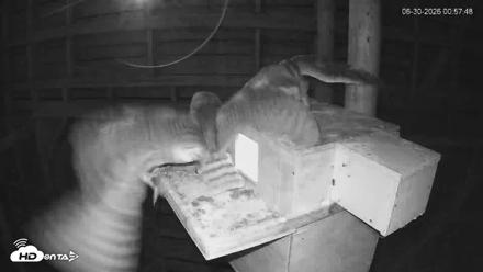 North Carolina Barn Owls Live Cam - Jun 30, 2026, 12:59am EDT