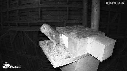 North Carolina Barn Owls Live Cam - Jun 26, 2026, 9:35pm EDT