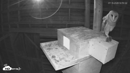 North Carolina Barn Owls Live Cam - Jul 16, 2026, 2:51am EDT