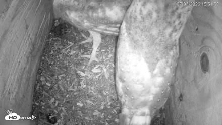 North Carolina Barn Owls Live Cam - Jul 3, 2026, 3:53pm EDT