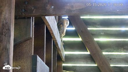North Carolina Barn Owls Live Cam - May 15, 2026, 5:31pm EDT