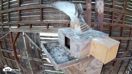 North Carolina Barn Owls Live Cam - Jun 21, 2026, 6:22pm EDT