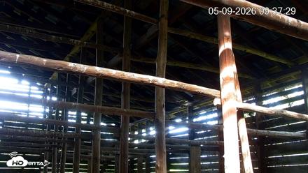 North Carolina Barn Owls Live Cam - May 9, 2026, 9:38am EDT