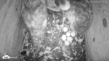 North Carolina Barn Owls Live Cam - Apr 11, 2026, 7:36am EDT