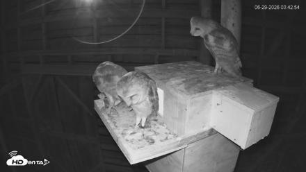 North Carolina Barn Owls Live Cam - Jun 29, 2026, 3:49am EDT