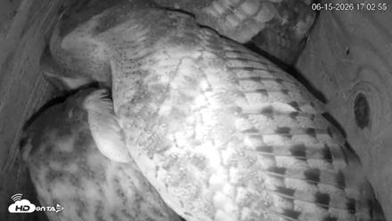 North Carolina Barn Owls Live Cam - Jun 15, 2026, 5:03pm EDT