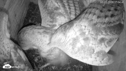 North Carolina Barn Owls Live Cam - Jun 15, 2026, 5:05pm EDT