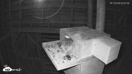 North Carolina Barn Owls Live Cam - Jun 15, 2026, 10:24pm EDT