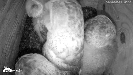 North Carolina Barn Owls Live Cam - Jun 10, 2026, 11:06am EDT